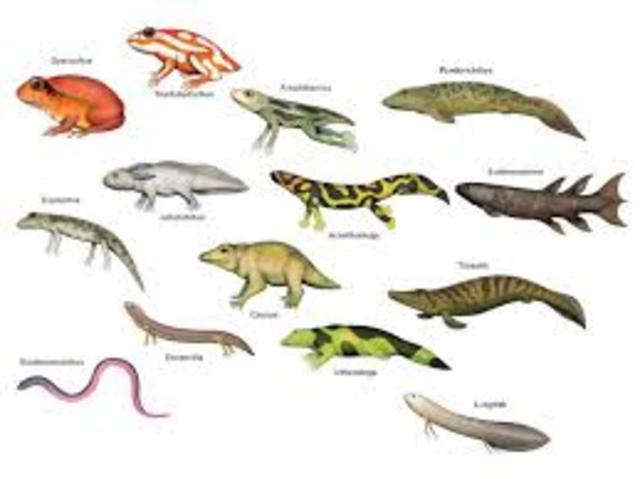 Devonian Period-395- 345 MYA