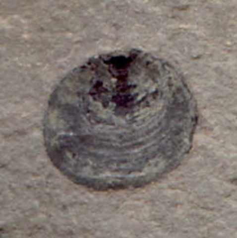 Cambrian 570-500 million years ago