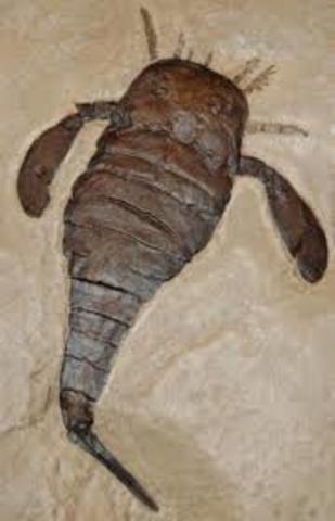 silurian.(435-395mya)