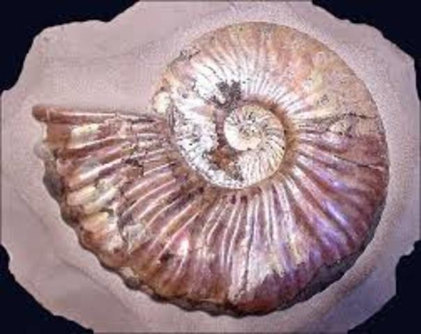 Devonian Period- 395-345 MYA