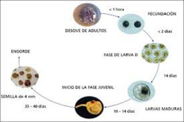ANIMALES SEGUN SU DESARROLLO EMBRIONARIO