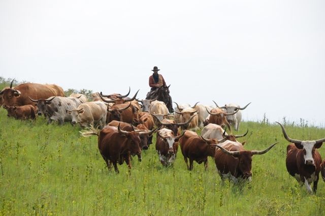 "Long Drive" to "Cattle Ranching"