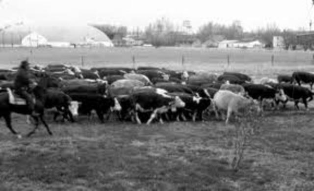 Shift from “long drive” to “cattle ranching”