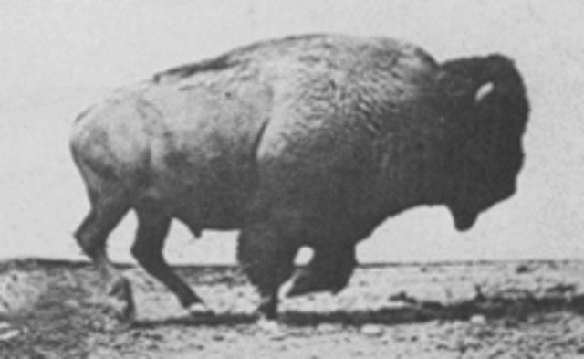 extinction of buffalo in 1800s