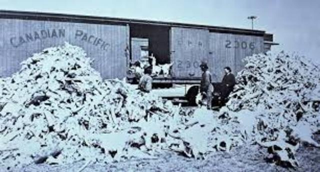 Extinction of buffalo in 1800s