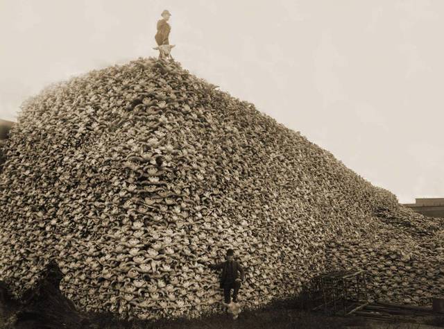 extinction of buffalo in 1800s