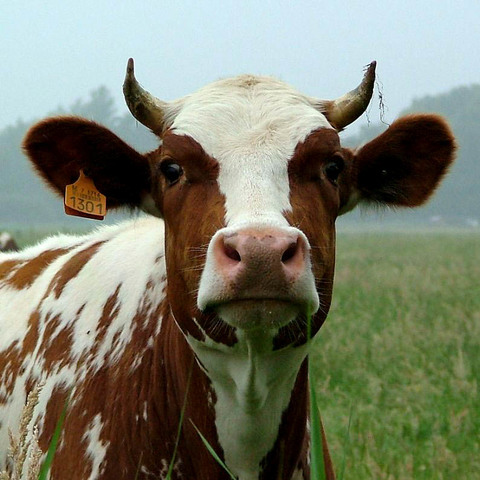 growth of new towns and cities to support cattle, mining, and farming industries