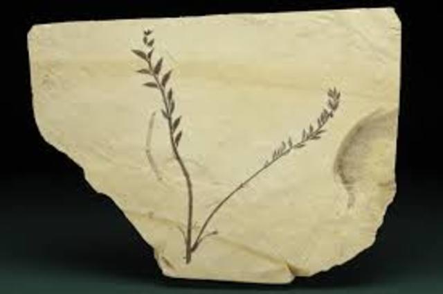 Mesozoic Cretaceous Period 133-65 MYA