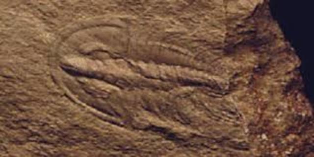 cambrian 500 MYA