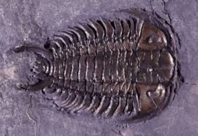 Ordovician 500-435mya
