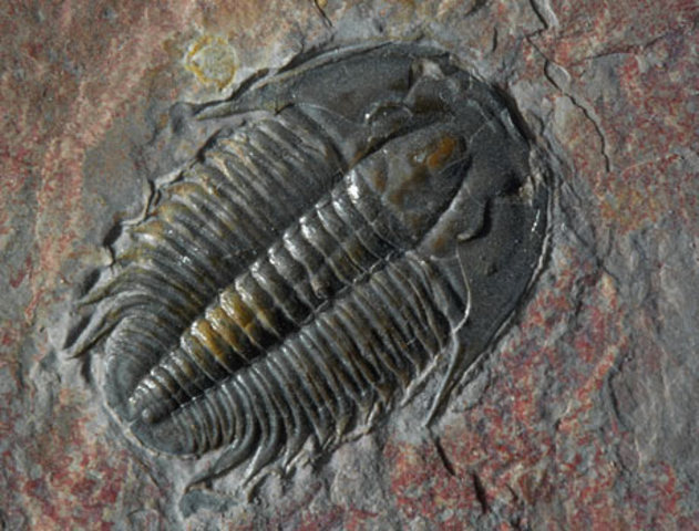 Cambrian