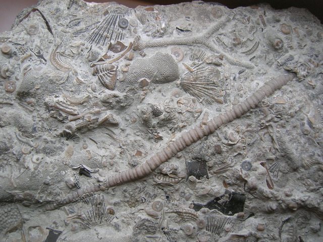 Ordovician