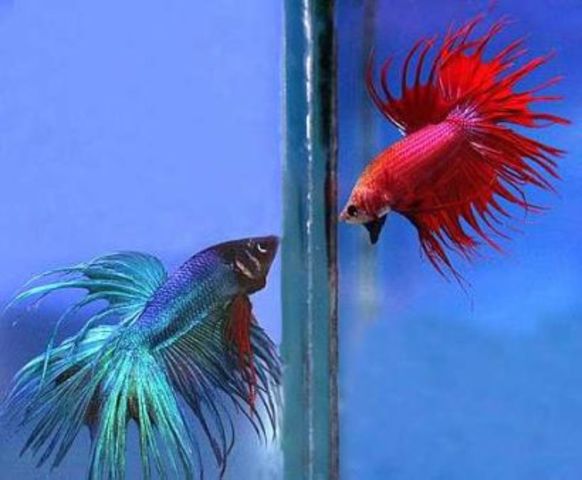 Khoi designs to be a veterinarian