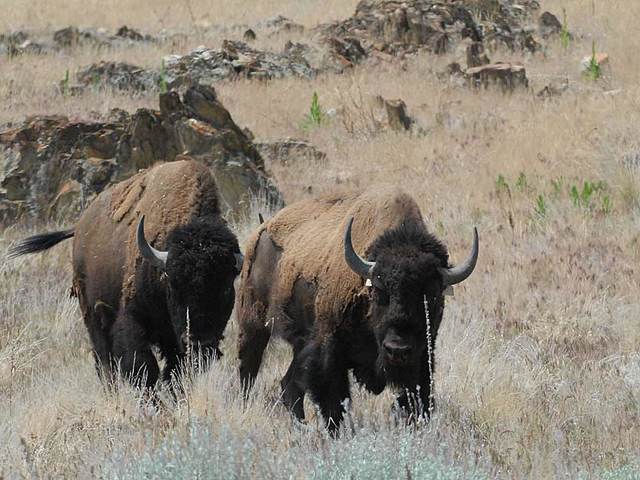 Extinction of Buffalo