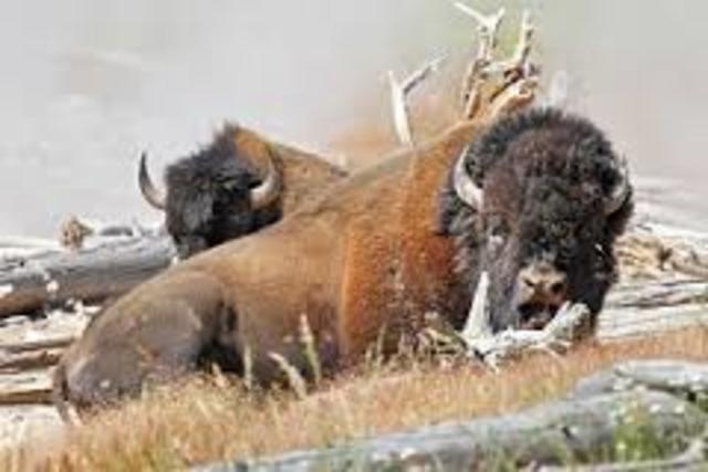 Extincton of Buffalo in 1800s