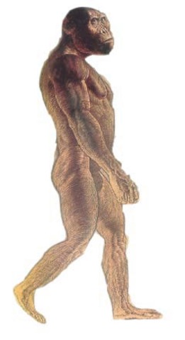 Australopitecus