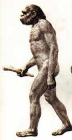 Homo Habilis