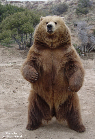 "When Grizzllies Walked Upright"