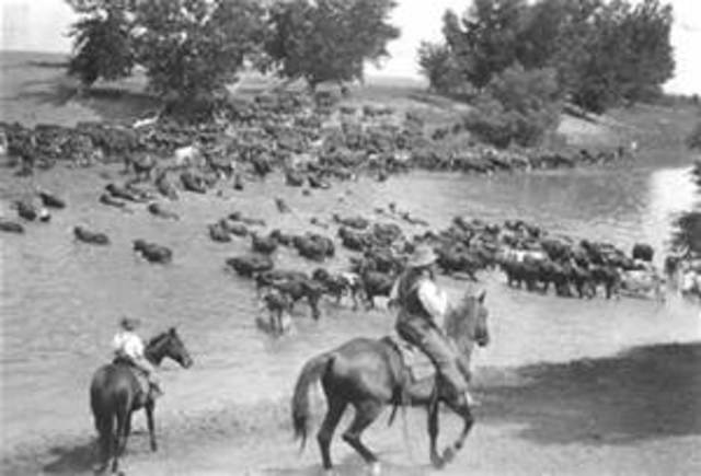 Shift from "Long drive"to "Cattle ranching"