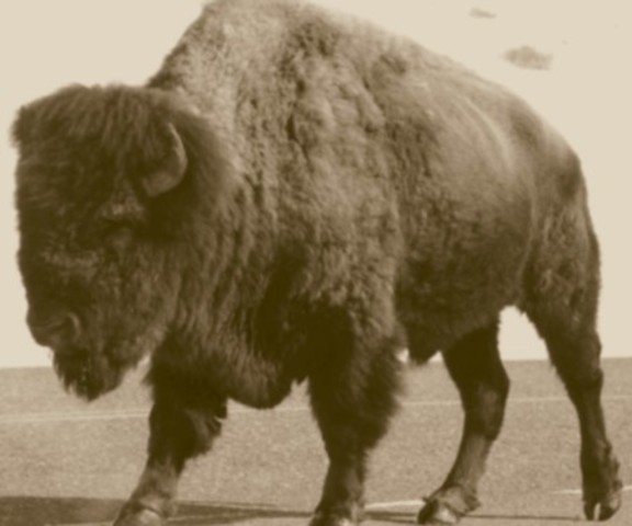 extinction of buffalo