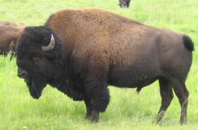 buffalo extinction