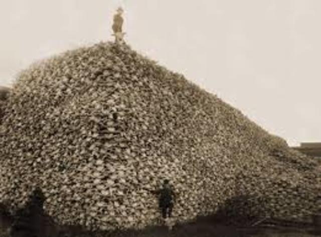 extinction of buffalo in 1800s