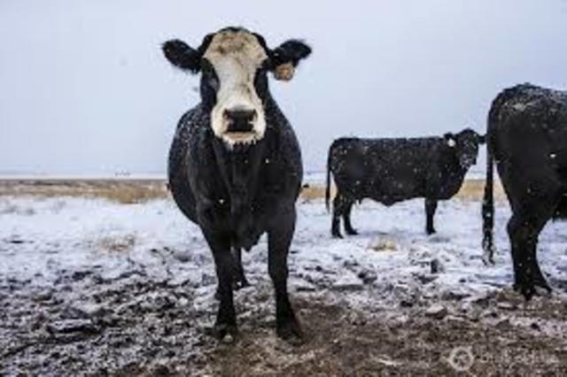 Growth of new cities and towns