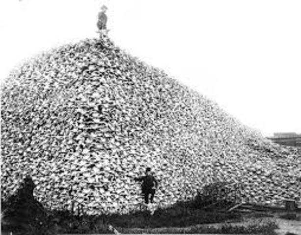 Extinction of Buffalo in 1800s