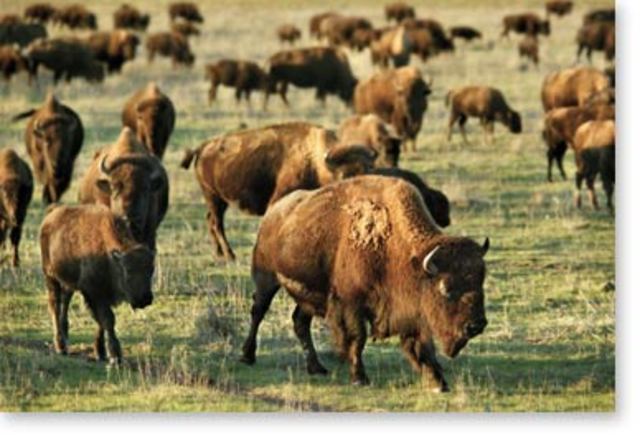Extinction of Buffalo in 1800's