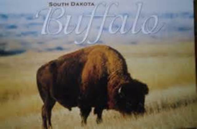 Extinction of buffalo