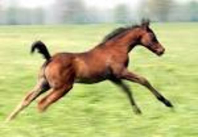 Moving Images Discovered