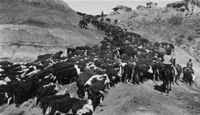 Long drive to cattle ranching
