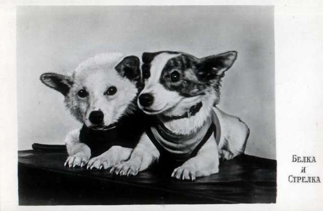 Belka and Strelka