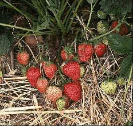 Frozen Strawberry Scare