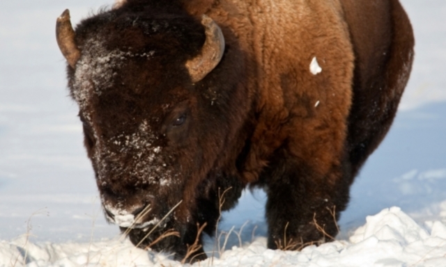 Extinction of Buffalo In 1800's