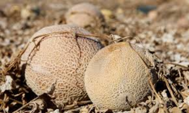 Cantaloupes