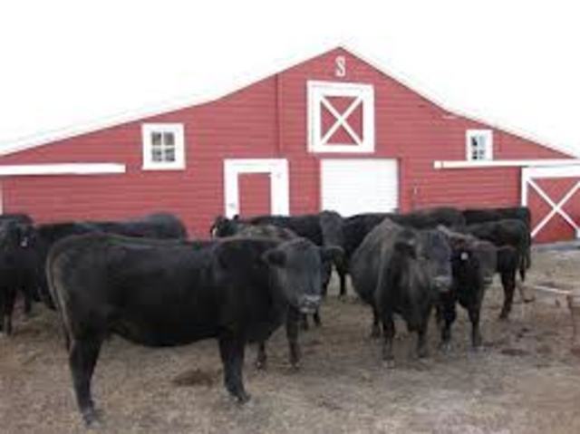 growth of new towns and cities to support cattle, mining, and farming industries