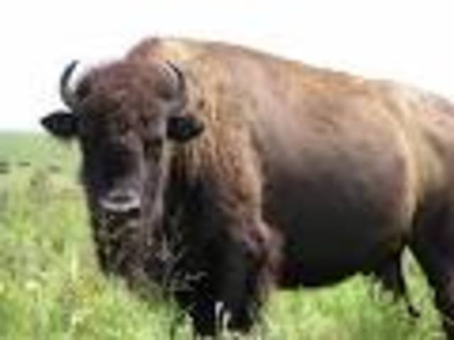 extinction of buffalo in 1800s
