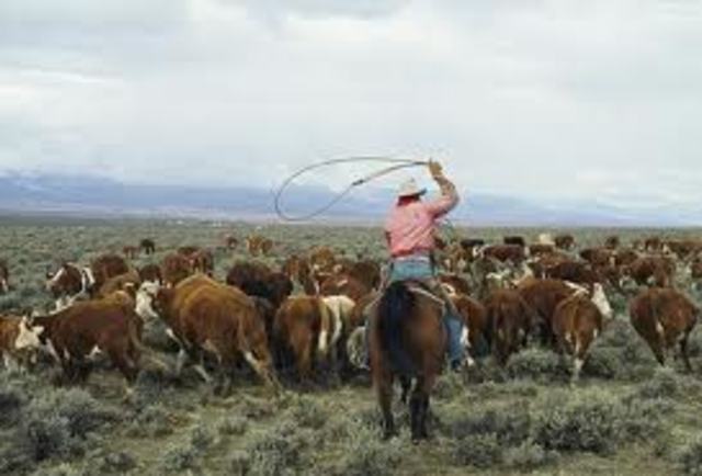 cattle ranching