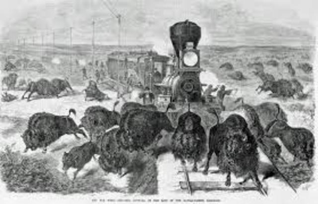 Extinction of buffalo in 1800