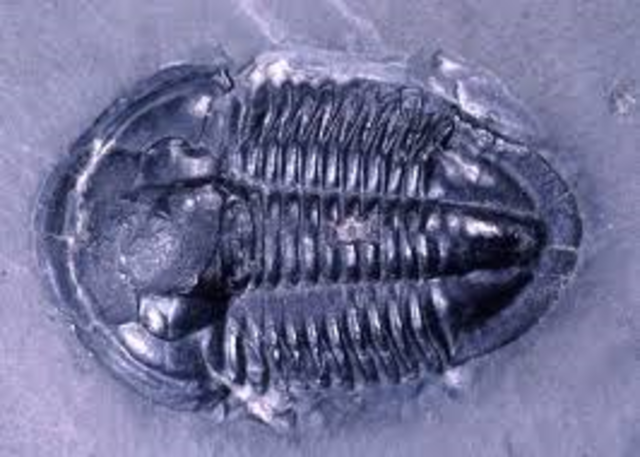 Cambrian 570 M - 500 M