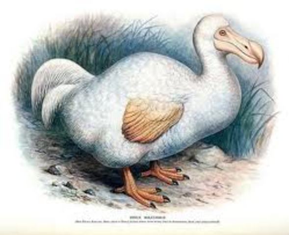 Dodo Bird
