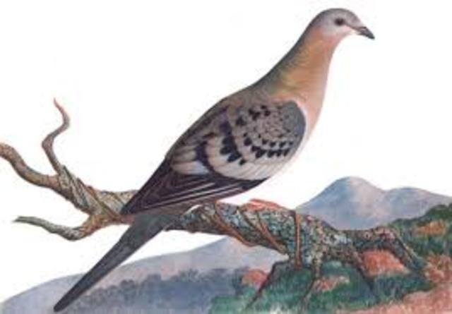 Passenger Pigeon