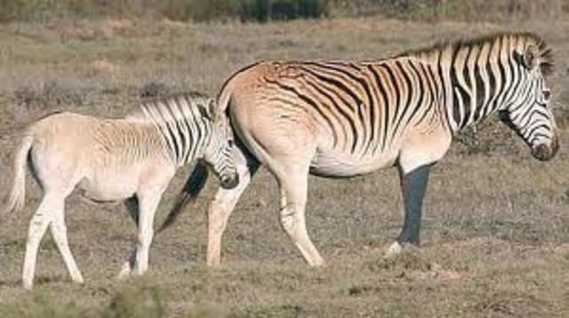 Quagga