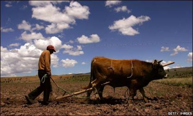 Arado y fuerza de los animales para trabajar la tierra.