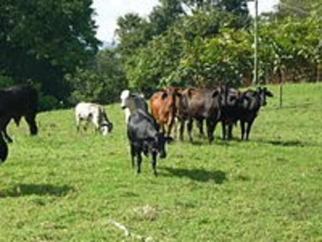 Producir ganado vacuno.