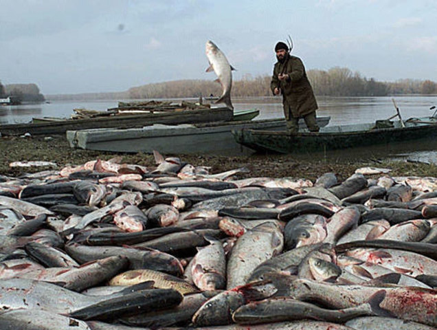 Baia Mare Cyanide Spill