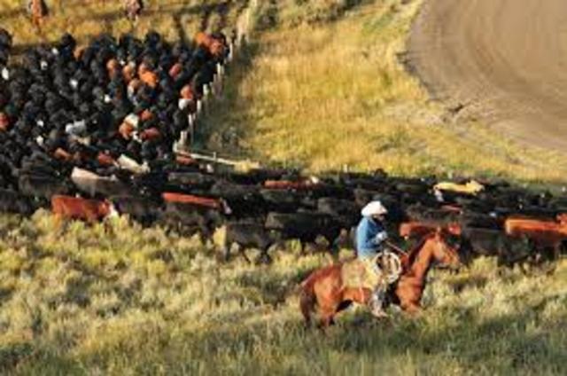 shift from “long drive” to “cattle ranching