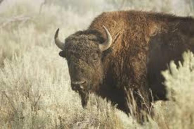 Extintion of buffalo