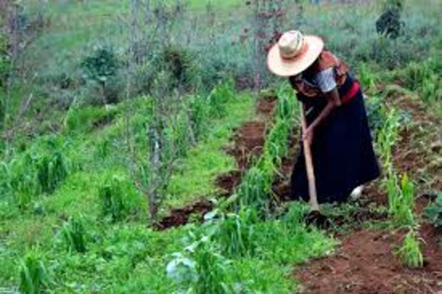 La agricultura